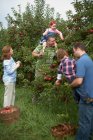 Family picking apples in orchard — Stock Photo