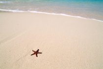 Estrella de mar en la playa de arena - foto de stock
