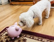 Hund untersucht Sparschwein — Stockfoto