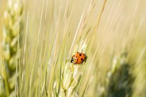 Ladybird на стебле пшеницы в ярком солнечном свете — стоковое фото