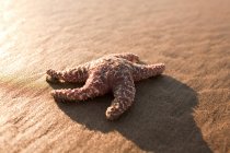 Estrella de mar en la playa de arena - foto de stock