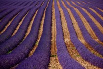 Rangées de fleurs violettes — Photo de stock