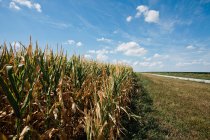 Кукурузное поле под голубым небом — стоковое фото