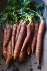 Корзина свежей моркови — стоковое фото
