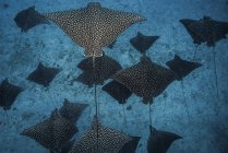 Rayons d'aigle tachetés projetant des ombres sur les fonds marins — Photo de stock