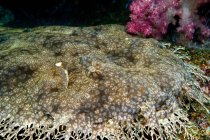 Закри зйомки Wobbegong на підлогу океану — стокове фото