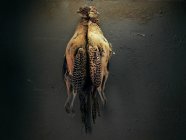 Nahaufnahme von zwei toten gelben Vögeln aufgehängt — Stockfoto