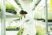 Científica usando tableta digital en invernadero de laboratorio de muestras de plantas - foto de stock