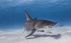 Большая акула-молот плавает возле морского дна — стоковое фото