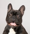 Bulldog francés con la boca abierta mirando a la cámara - foto de stock