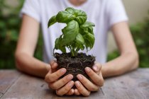 Cropped view of hands holding basil plant — Stock Photo