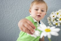 Дитина хлопчик грає з Дейзі квіти — стокове фото