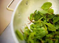 Washed salad leaves — Stock Photo