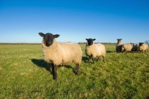 Pâturage des moutons sur le champ vert au soleil — Photo de stock