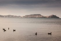 Ducks floating in front of Elba island — Stock Photo