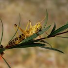 Крупным планом вид красивой саранчи, сидящей на зеленом растении — стоковое фото