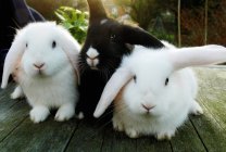 Conejos sentados en cubierta de madera - foto de stock