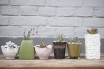 Seis plantas suculentas em vasos na mesa — Fotografia de Stock