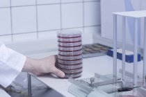Scienziato che organizza una capsula di Petri con un campione per il test — Foto stock