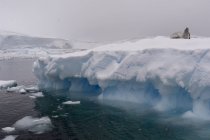 Sigillo di granchio su ghiaccio, Portal Point, Antartide — Foto stock