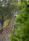 Girafe ou Giraffa camelopardalis regardant la caméra pendant le pâturage dans la nature, le Botswana, l'Afrique — Photo de stock