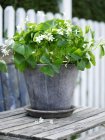 Garden plant with white flowers in tin plant pot — Stock Photo
