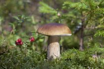 Болет-едуліс (поріні) гриб, що росте в лісі, вид крупним планом — стокове фото