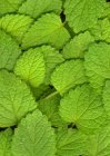 Close up shot of lush green mint leaves — Stock Photo