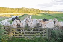 Vacas en pie junto a la cerca - foto de stock
