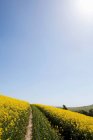 Wildblumen im Feld — Stockfoto