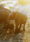 African elephants at waterhole in bright sunlight — Stock Photo