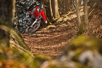 Человек на горном велосипеде через лес — стоковое фото
