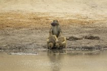 Chacma babuínos ou Papio cynocephalus ursinus em um buraco de água em piscinas de mana parque nacional, zimbabwe — Fotografia de Stock
