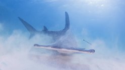 Gran tiburón martillo agitando arena bajo el agua - foto de stock