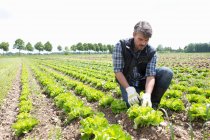 Agricultor ecológico cosechando lechuga - foto de stock