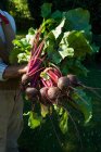 Farmer holding bunch of beetroots — Stock Photo