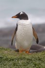 Pingüino Gentoo en la costa de la isla Macquarie - foto de stock