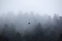 Eagle flying over misty forest — Stock Photo