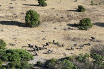 Vista aérea do rebanho de elefantes africanos nas pastagens, Okavango delta, Botsuana — Fotografia de Stock