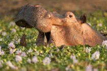 Hipopótamo, Hipopótamo ou Hipopótamo anfíbio em um buraco de água cheio de flores de jacintos de rio no Parque Nacional de Mana Pools, Zimbábue, África — Fotografia de Stock