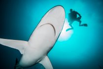 Tubarões-seda (Carcharhinus falciformis) e mergulhador na Ilha de Socorro, Revillagigedo, México — Fotografia de Stock
