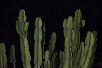Grüne Kakteenpflanze vor schwarzem Hintergrund — Stockfoto