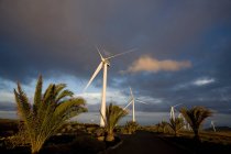 Turbinas eólicas e palmeiras sob céu nublado — Fotografia de Stock