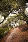 Dirt path in forest — Stock Photo