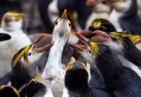 Pinguins reais na Ilha Macquarie, Oceano Antártico — Fotografia de Stock