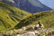 Pferd auf Felsvorsprung, Uschba-Berg, Kaukasus, Vaneti, Georgien, USA — Stockfoto