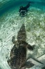 Diver approaching American crocodile (crocodylus acutus) in clear waters of Caribbean, Chinchorro Banks (Biosphere Reserve), Quintana Roo, Mexico — Stock Photo