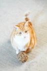 Gato sentado com bola de fio — Fotografia de Stock