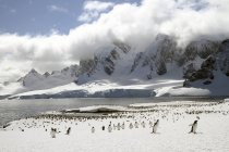 Pinguini Gentoo che camminano sulla neve — Foto stock