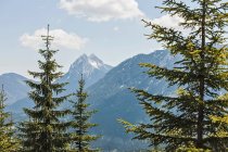 Alberi con vista sulle montagne rocciose — Foto stock
